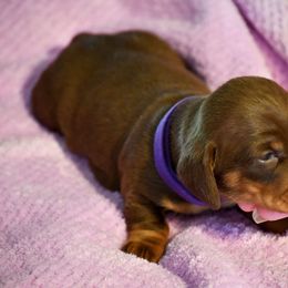 Rayna - Chocolate and tan female Dachshund puppy in Dunnellon, Florida from Southern Class with Sass Doxies
