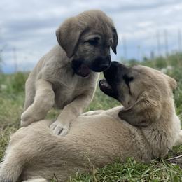 Anatolian Shepherd Dog Puppies from Wild Rooster Family Farm – AKC Anatolian Shepherd Breeder, OFA Health Tested