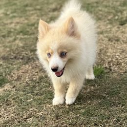 Willie - Blue male Pomsky puppy in Gunter, Texas from The Painted Pomsky