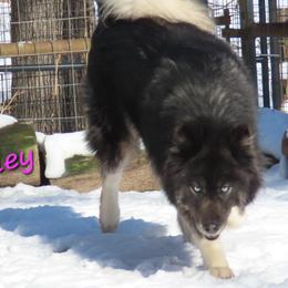 Bailey - Siberian Husky