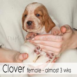 Clover - Red and white female Basset Hound puppy in Jefferson City, Missouri from Triple Hill Farm