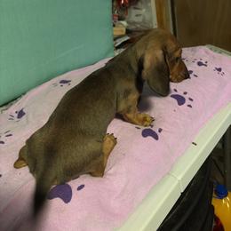 Green boy - Wheaten male Dachshund puppy in Live Oak, Florida from The Weenie Herd Mom