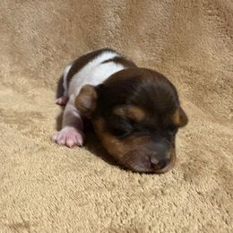 Girl 1 - Piebald female Dachshund puppy in Yuma, Arizona from M's puppy love