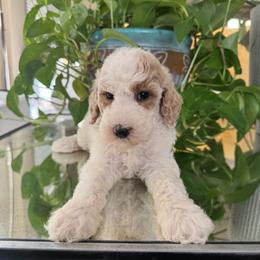 Kiki - Parti female Poodle puppy in Los Angeles, California from Exquisite Doodles