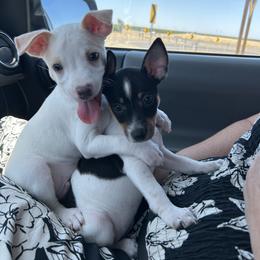 Rat Terrier Puppies from Pets Are Priceless Ratties