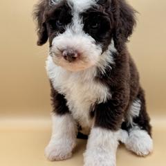 Puddles - male Australian Mountain Doodle puppy in Claremont, North Carolina from Magnolia Grove Farms
