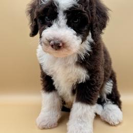 Puddles - male Australian Mountain Doodle puppy in Claremont, North Carolina from Magnolia Grove Farms