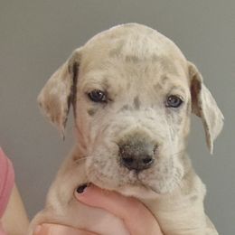 Hans - Merle male Great Dane puppy in Marshall, Michigan from Dream K9
