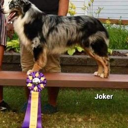 Miniature Australian Shepherd Puppies from KJs Rockin Aussies