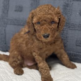 Moose - Red  male Goldendoodle puppy in Lincoln, Nebraska from Daisy Doodles