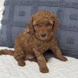 Moose - Red  male Goldendoodle puppy in Lincoln, Nebraska from Daisy Doodles
