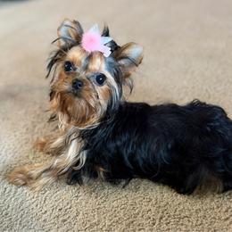 Poppy - Black and gold female Yorkshire Terrier puppy in Fredericksburg, Indiana from Yorkie Blessings