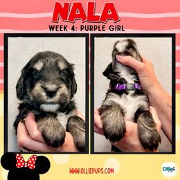 Nala (Purple) - female Golden Mountain Doodle puppy in Boiling Springs, South Carolina from OlliePups, LLC