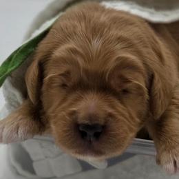 Charlie - green - Red  male Goldendoodle puppy in Phoenix, Arizona from Kerri's Goldendoodles
