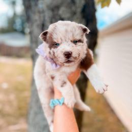Focaccia - Merle female Pomsky puppy in Cleveland, Ohio from Lake Point Pomskies