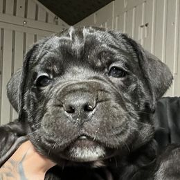 Cane Corso from Kandyz Kennel