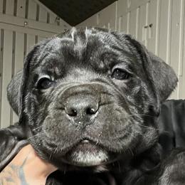 Cane Corso from Kandyz Kennel