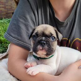 S'mores (Dark Green) - White and fawn male French Bulldog puppy in Montrose, Michigan from C.Lee Family Frenchies