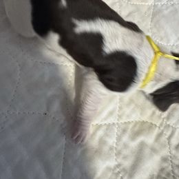Yellow collar - Liver white and tan male English Springer Spaniel puppy in Elma, Washington from McCartney Springer’s