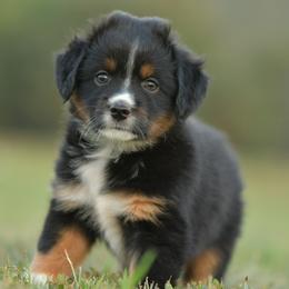 Pixie - Black tri female Miniature Australian Shepherd puppy in Hartman, Arkansas from Southern Edition Aussies