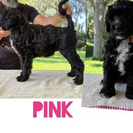 Pink collar - Black female Portuguese Water Dog puppy in Woodburn, Florida from Allegiance Portuguese Water Dogs