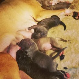 American Pit Bull Terrier Puppies from Kaotic APBTs