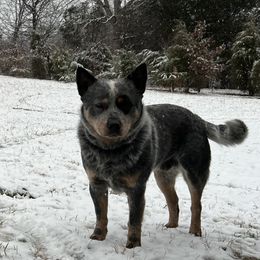 Timber - Australian Cattle Dog