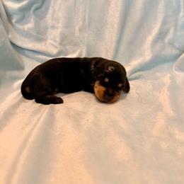 Hollywood - Dapple male Dachshund puppy in Nampa, Idaho from 208 Wiener Wiggle Butts LLC
