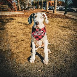 Great Dane Puppies from Night Magic Danes