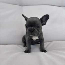 White - Blue male French Bulldog puppy in Rawlins, Wyoming from Wyo frenchies