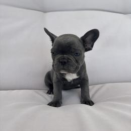 White - Blue male French Bulldog puppy in Rawlins, Wyoming from Wyo frenchies