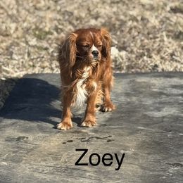 Zoey - Cavalier King Charles Spaniel