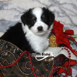 Miniature Australian Shepherd and Toy Australian Shepherd Puppies from Sapphire Stables