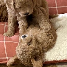 Maltipoo Puppies from Third Coast Maltipoos