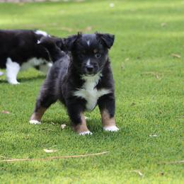 Crush - Black tri female Miniature Australian Shepherd puppy in Weeki Wachee, Florida from Arlington's Mini Aussies