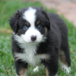 Expresso - Black tri female Miniature American Shepherd puppy in South El Monte, California from Red Moon Mini Aussies
