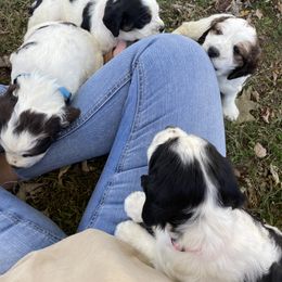 English Springer Spaniel Puppies from Cedar Ridge Kennels