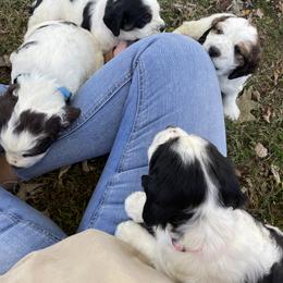 English Springer Spaniel Puppies from Cedar Ridge Kennels