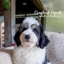 Charlie - Black male Bordoodle puppy in Woodruff, South Carolina from Crooked Creek Doodles and Poodles