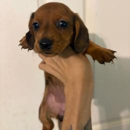 Sugar Plum - Dapple female Dachshund puppy in Conroe, Texas from R&M Dachshunds