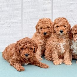 Goldendoodles from Pack Street Pups