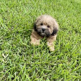 Putter - Brown male Shihpoo puppy in El Campo, Texas from Billy's Puppies