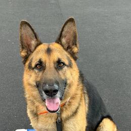 Blu - German Shepherd