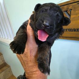 Remembrance - Black and red female German Shepherd puppy in Columbus, Indiana from Stony Lonesome GSD