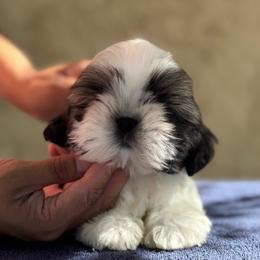 Chad - Sable and white male Shih Tzu puppy in Central, California from Ling Ling’s Shih Tzu
