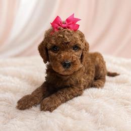 Dolly Parton - Red  female Goldendoodle puppy in Hot Springs, Arkansas from Hot Springs Kennels