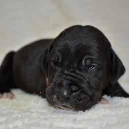 Four Roses - Black and white female Great Dane puppy in Chapmansboro, Tennessee from Balthrop Bend Farms