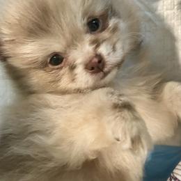 Butch Cassidy - Chocolate merle male Pomeranian puppy in Lake Forest Park, Washington from Tea Pup Pomeranians