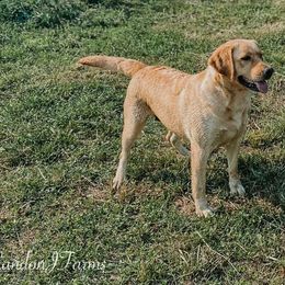 Dilute Retrievers and Labrador Retrievers from Landon J Farms