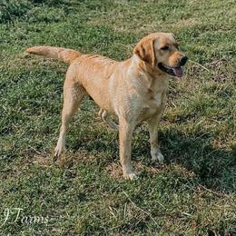 Dilute Retrievers and Labrador Retrievers from Landon J Farms
